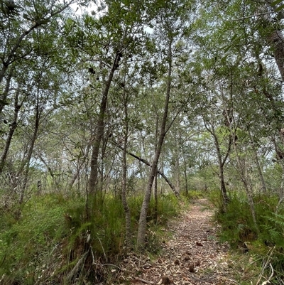 Banksia serrata at Dunbogan, NSW - 21 Oct 2024 by Nette