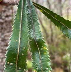 Banksia serrata at Dunbogan, NSW - 21 Oct 2024 11:00 AM