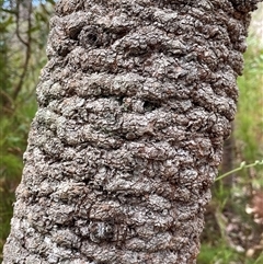 Banksia serrata at Dunbogan, NSW - 21 Oct 2024