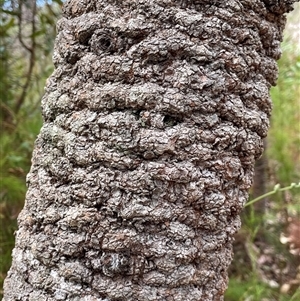 Banksia serrata at Dunbogan, NSW - 21 Oct 2024