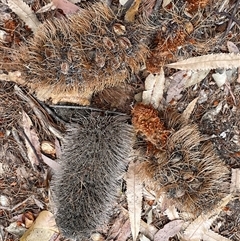 Banksia serrata at Dunbogan, NSW - 21 Oct 2024 11:00 AM