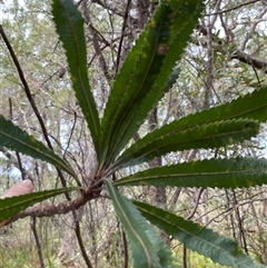 Banksia serrata at Dunbogan, NSW - 21 Oct 2024