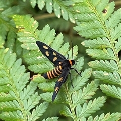 Amata chromatica at Dunbogan, NSW - 21 Oct 2024 by Nette