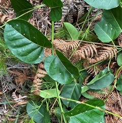 Araujia sericifera at Dunbogan, NSW - 21 Oct 2024 by Nette