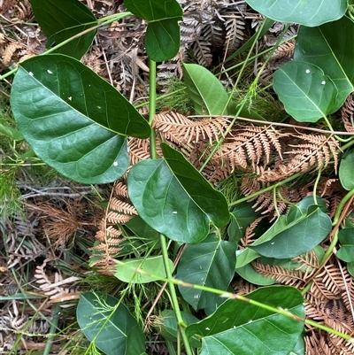 Araujia sericifera at Dunbogan, NSW - 21 Oct 2024 by Nette