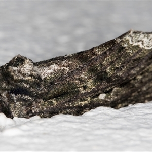 Neola semiaurata at Melba, ACT - 20 Oct 2024