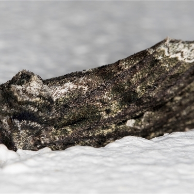 Neola semiaurata (Wattle Notodontid Moth) at Melba, ACT - 20 Oct 2024 by kasiaaus