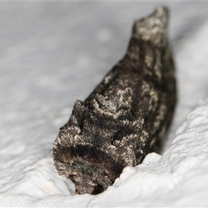 Neola semiaurata at Melba, ACT - 20 Oct 2024