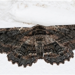 Pholodes sinistraria (Sinister or Frilled Bark Moth) at Melba, ACT - 19 Oct 2024 by kasiaaus