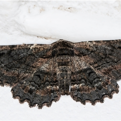 Pholodes sinistraria (Sinister or Frilled Bark Moth) at Melba, ACT - 19 Oct 2024 by kasiaaus