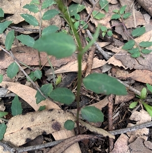 Lobelia purpurascens at Tullymorgan, NSW - 17 Oct 2024