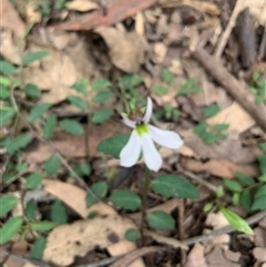 Lobelia purpurascens at Tullymorgan, NSW - 17 Oct 2024 01:00 PM