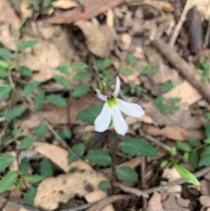 Lobelia purpurascens at Tullymorgan, NSW - 17 Oct 2024