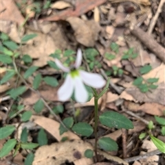 Lobelia purpurascens at Tullymorgan, NSW - 17 Oct 2024