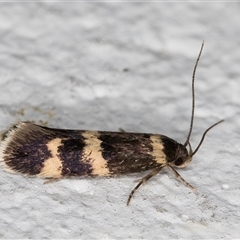 Macrobathra (genus) (A Cosmet moth (Cosmopteriginae) at Melba, ACT - 20 Oct 2024 by kasiaaus