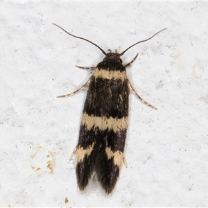 Macrobathra (genus) at Melba, ACT - 20 Oct 2024