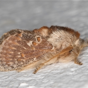 Pseudanapaea (genus) at Melba, ACT - 20 Oct 2024