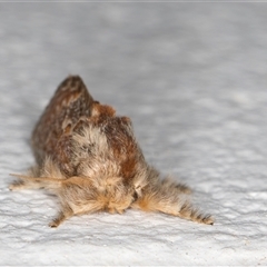 Pseudanapaea (genus) at Melba, ACT - 20 Oct 2024