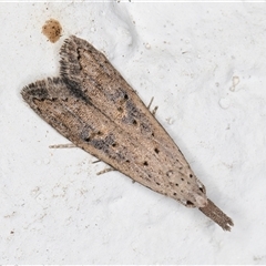 Carposina latebrosa (A Fruitworm moth (Family Carposinidae)) at Melba, ACT - 20 Oct 2024 by kasiaaus