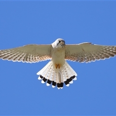 Falco cenchroides (Nankeen Kestrel) at Strathnairn, ACT - 9 Oct 2024 by TimL