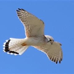 Falco cenchroides at Strathnairn, ACT - 10 Oct 2024 10:33 AM