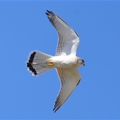 Falco cenchroides at Strathnairn, ACT - 10 Oct 2024