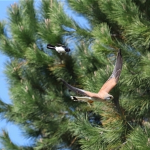 Falco cenchroides at Strathnairn, ACT - 10 Oct 2024