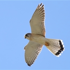 Falco cenchroides at Strathnairn, ACT - 10 Oct 2024