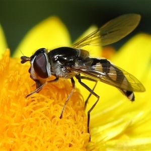 Simosyrphus grandicornis at Acton, ACT - 17 Oct 2024