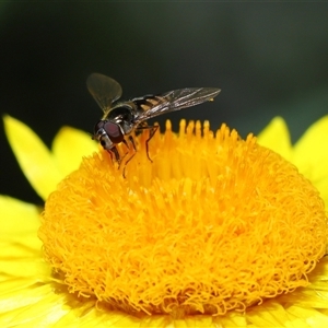 Simosyrphus grandicornis at Acton, ACT - 17 Oct 2024