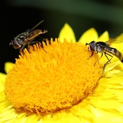 Simosyrphus grandicornis at Acton, ACT - 17 Oct 2024