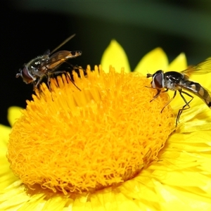 Simosyrphus grandicornis at Acton, ACT - 17 Oct 2024