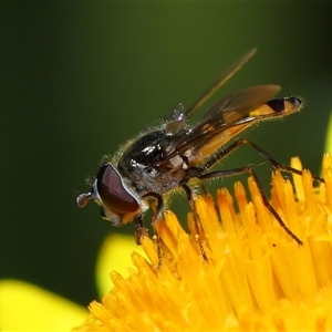 Simosyrphus grandicornis at Acton, ACT - 17 Oct 2024