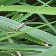 Cicadellidae (family) at Lyons, ACT - 21 Oct 2024