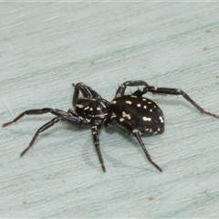 Nyssus albopunctatus (White-spotted swift spider) at Chisholm, ACT - 20 Oct 2024 by RomanSoroka