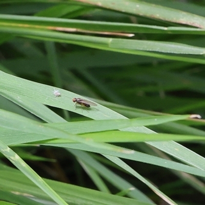 Unidentified True fly (Diptera) at Lyons, ACT - 21 Oct 2024 by ran452