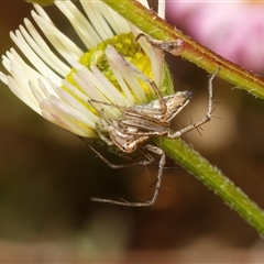 Oxyopes sp. (genus) (Lynx spider) at Chisholm, ACT - 20 Oct 2024 by RomanSoroka