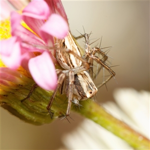 Oxyopes sp. (genus) at Chisholm, ACT - 20 Oct 2024