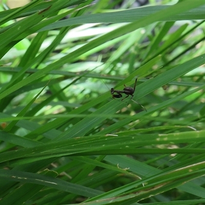 Mantidae (family) adult or nymph at Lyons, ACT - 21 Oct 2024 by ran452