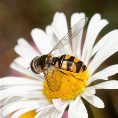 Simosyrphus grandicornis (Common hover fly) at Chisholm, ACT - 20 Oct 2024 by RomanSoroka