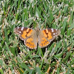 Vanessa kershawi (Australian Painted Lady) at Farrer, ACT - 21 Oct 2024 by MatthewFrawley