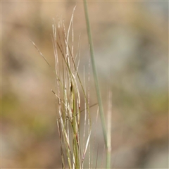 Austrostipa scabra (Corkscrew Grass, Slender Speargrass) at Acton, ACT - 20 Oct 2024 by ConBoekel