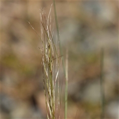 Austrostipa scabra at Acton, ACT - 20 Oct 2024