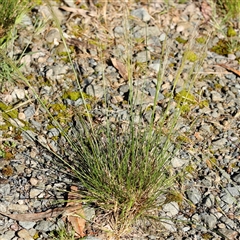 Austrostipa scabra at Acton, ACT - 20 Oct 2024 08:28 AM