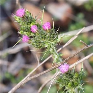 Carduus tenuiflorus at Acton, ACT - 20 Oct 2024