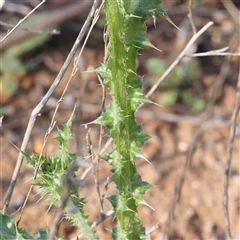 Carduus tenuiflorus at Acton, ACT - 20 Oct 2024