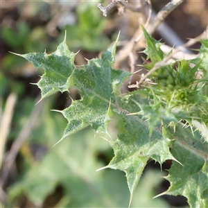 Carduus tenuiflorus at Acton, ACT - 20 Oct 2024