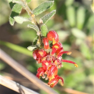 Grevillea alpina at Acton, ACT - 20 Oct 2024