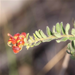 Grevillea alpina at Acton, ACT - 20 Oct 2024