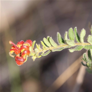 Grevillea alpina at Acton, ACT - 20 Oct 2024